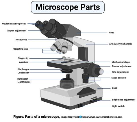 Bagian Bagian Mikroskop Dan Fungsinya Beserta Gambar Vrogue Co
