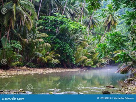 Tropical River In Jungle Forest Greenery Summer Travel Landscape With
