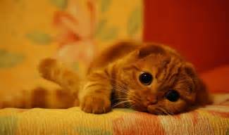Cute Red Scottish Fold Cat Wallpapers And Images