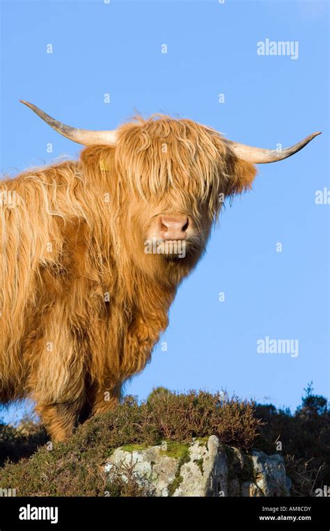 Highland Cow Standing On A Heather Moor On The Isle Of Skye West