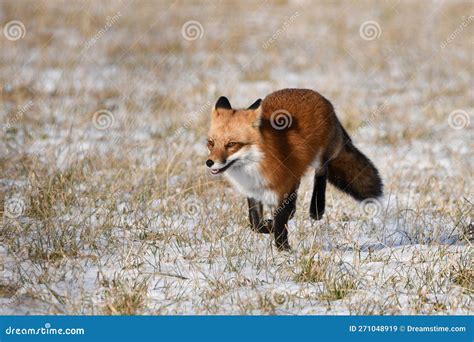 Red Fox Hunting In An Agriculture Field Stock Image Image Of