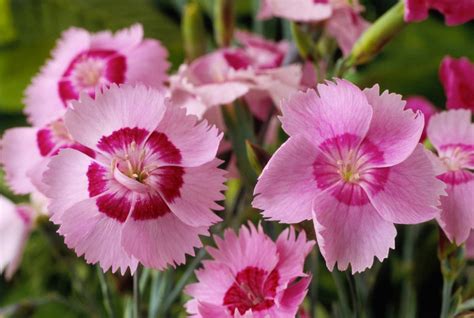 The 10 Top Fragrant Plants For Your Garden Fragrant