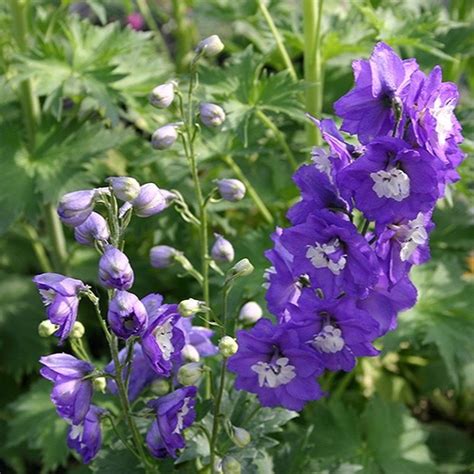 All occasion arrangements and unique mixed seasonal bouquets. Delphinium Aurora Light Purple | Beds & Borders