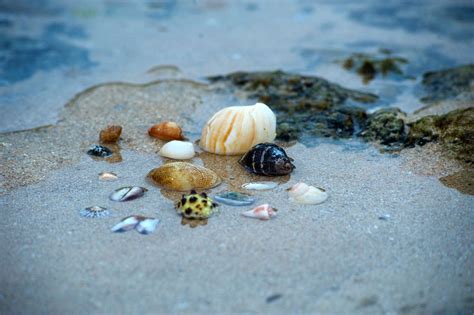 Beach Ocean Sand Sea Seashell Seashore Seaside Shell Shellfish Shells Shore Wate