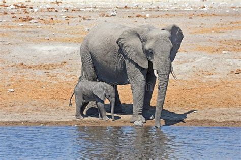 Elephant Cow With Baby Elephant In The Etosha National