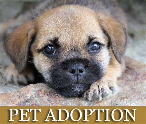 Animal shelters & rescues near you. pet adoption :: Walden Farm & Ranch