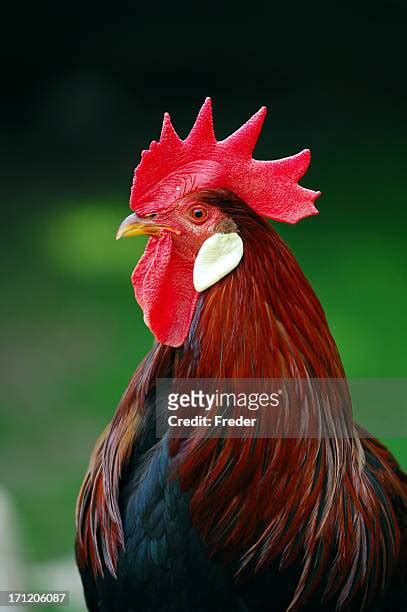Cock Closeup Photos And Premium High Res Pictures Getty Images