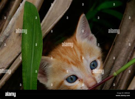 Cute Kitten Hiding In Grassy Leaves Stock Photo Alamy