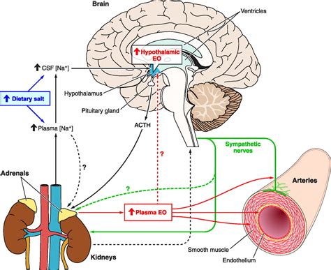 How Nacl Raises Blood Pressure A New Paradigm For The Pathogenesis Of