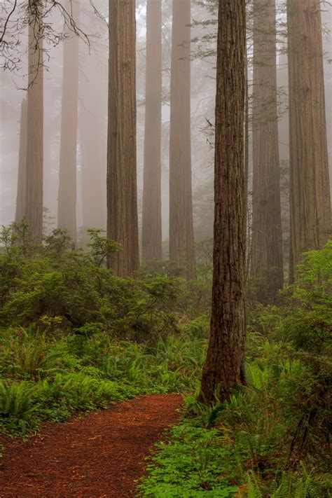Del Norte State Park California Redwood Trees Fine Art Print Photos