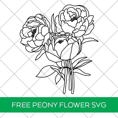 free peony flower svg