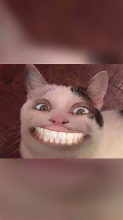 Creepy Cat Meme New Smile Scary Supreme Nike Hd Phone Wallpaper