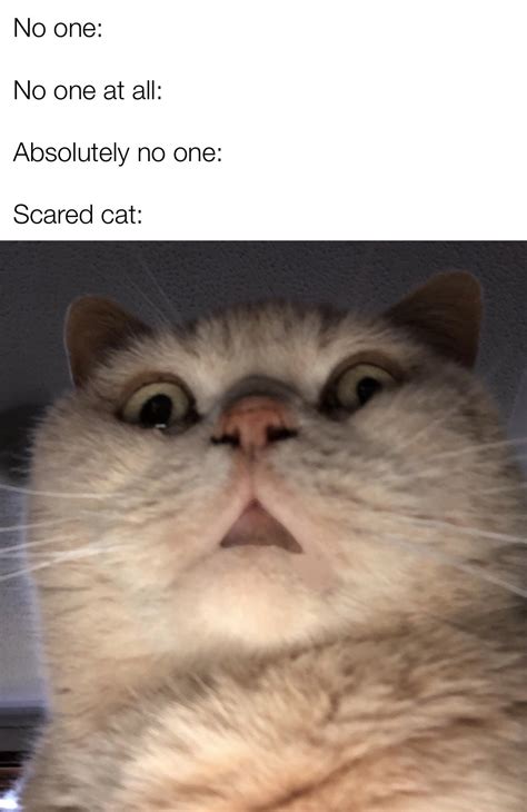 Scared Cat Meme Greeting Card Ubicaciondepersonascdmxgobmx