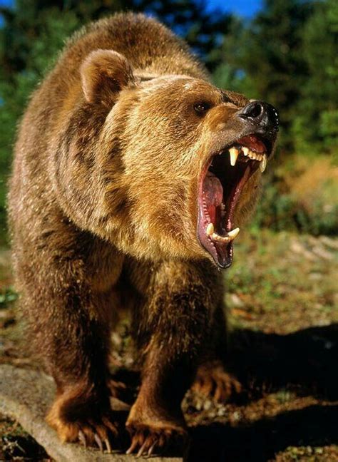 Angry Bear Grizzly Bear Photography Bear Pictures Bear