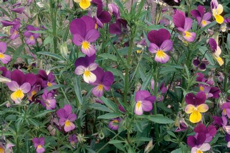Viola ‘heartsease Bbc Gardeners World Magazine