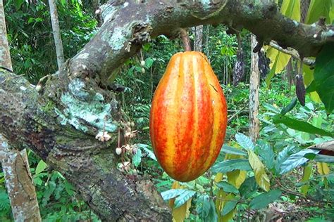 Cacao Tree Theobroma Cacao