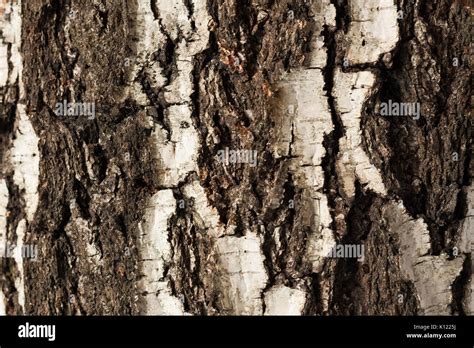 Old Birch Tree Hi Res Stock Photography And Images Alamy
