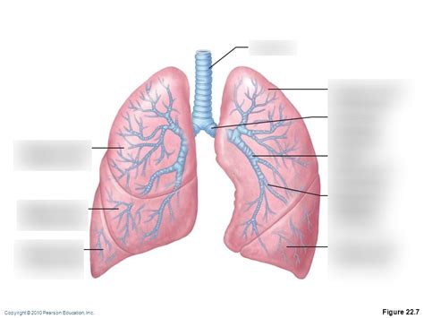 Aandp Lab Lower Respiratory Structures And Lungs Diagram Quizlet