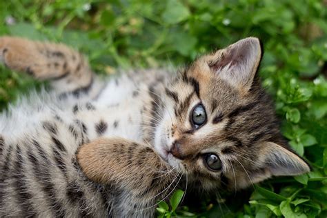 Apply to animal caretaker, zookeeper, animator and more! My Cat is Teething, What Do I Give Him? - Cats and Meows