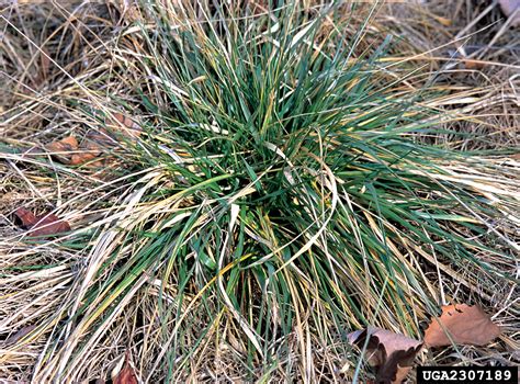 Tall Fescue Festuca Arundinacea Cyperales Poaceae 2307189