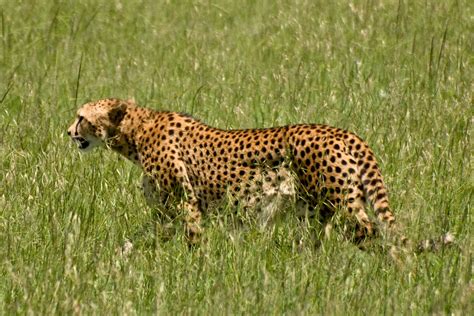 Beautiful African Animals Safaris Cheetah Hunting Speed