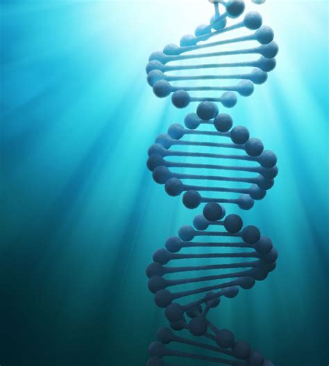 Genes, along with other parts of our dna that turn genes on and off, hold information for how our body develops and functions. The Biological Building Blocks | CancerQuest