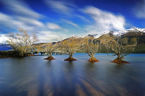Glenorchy Willows Of Trees Stock Photo Image Of South 56565434