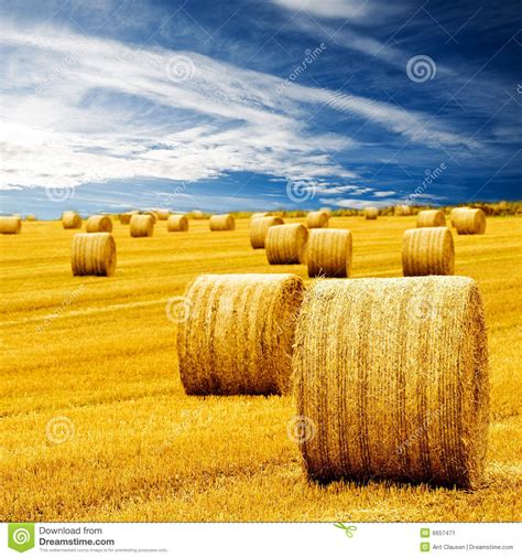 Amazing Golden Hay Bales Stock Image Image Of Growing 6657471