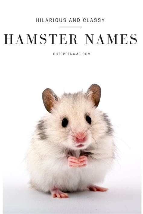 50 Hilarious And Classy Hamster Names For You To Choose From Cute Pet