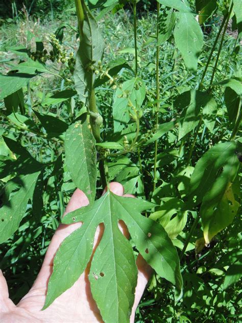 Identify This Plant Plants Forum At Permies