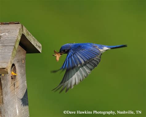 Tennessee Watchable Wildlife Eastern Bluebird Habitat Grassland