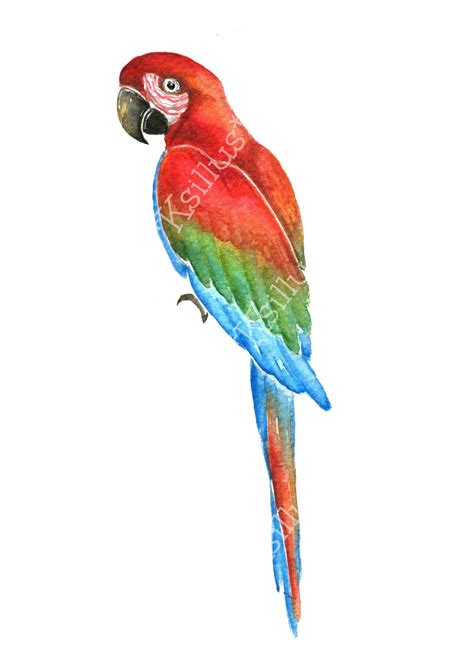 Parrot Clipart Pictures 10 Free Cliparts Download Images On