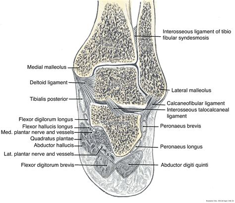 Clinical Anatomy Of The Ankle And Foot Reumatología Clínica