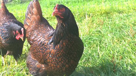 Barnevelder (huhn) — barnevelder bdrg standard nr. Barnevelder zu verkaufen | Hühner | Informationen zu den ...