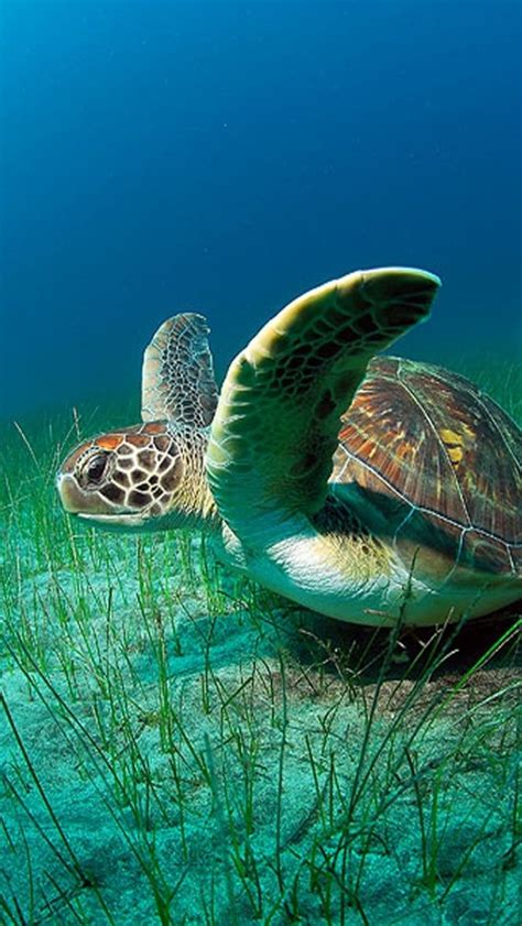 47 Animated Sea Turtle Wallpaper Iphone On Wallpapersafari