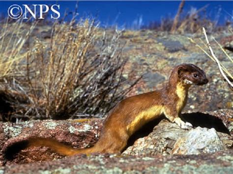 Long Tailed Weasel State Of Tennessee Wildlife Resources Agency