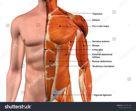 Male Torso Muscle Anatomy Labeled Cutaway Stock Illustration The Best