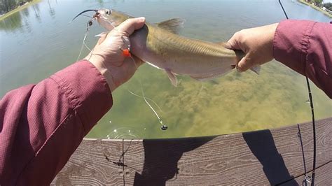 Getting Skunked At Delta And Edinburg Lake Firemans Park Saves The