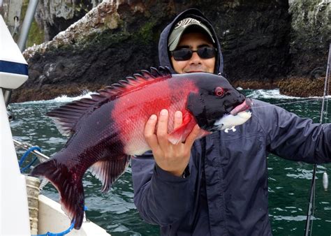 Sheepsheads are a tricky fish to catch sometimes, but absolutely epic eating! How to catch California Sheepshead