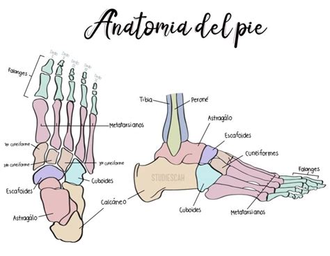 Huesos Del Pie En 2021 Anatomia Y Fisiologia Humana Anatomía