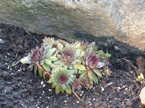 The white pot kept flaking the finish off and it annoyed me having little pieces of white glaze everywhere. Hill Shepherd: Hen and Chicks plants