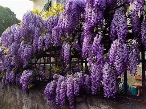 India's biggest online garden store. Fastest Growing Creeper Plant in India | Best Creeper ...
