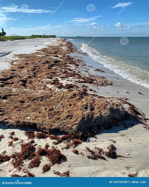 Seaweed On The Beach Stock Photo Image Of Ocean Algae 154722558
