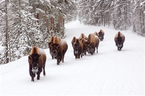 10 Reasons To Visit Yellowstone National Park In Winter