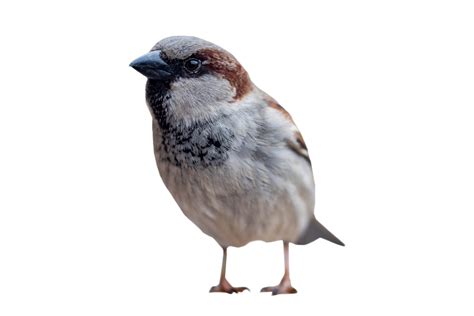 Sparrow Bird Png Transparent Images Pictures Photos P