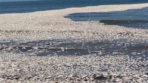 Thousands Of Dead Fish Wash Up On Beach On Texas Gulf Coast