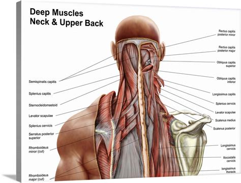 Back Of Neck Anatomy Muscles - Neck Muscles Anatomy Pictures - koibana