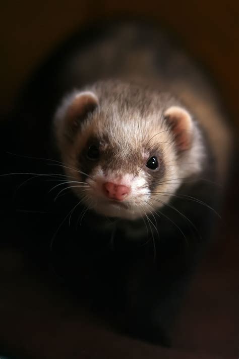 Pin By Puritanus Mind On Polecats Cute Ferrets Ferret Breeds Animal