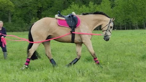 Groundwork An Introduction To Long Reining By Rachael Skinner