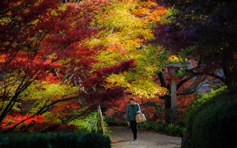 Jeffrey Friedls Blog Kyoto Fall Foliage 2012 Preview A Few From Last Year